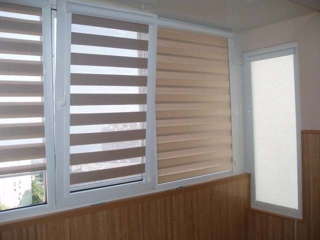 zebra1.jpg